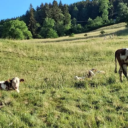 Goldblick * Lendorf